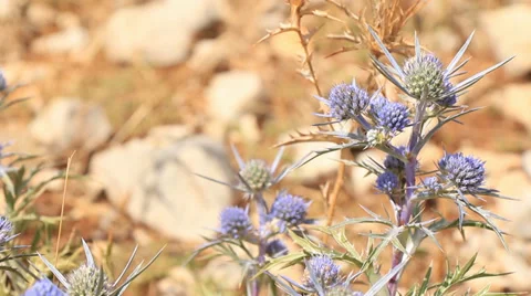 Blue Dalmatian Thistle 2 Video stock 33211251