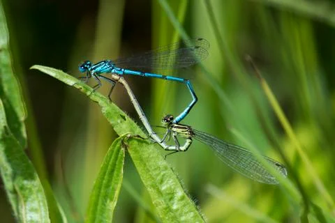 Blue damselflies mating on leaf 库存照片