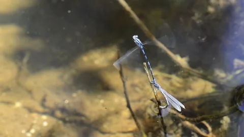 Blue damselflies mating over stream in Baja California Stock Footage 133840895