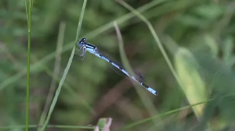 Blue Damselfly close-up Stock Footage 22324422