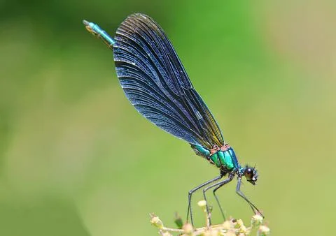 Blue damselfly  close up 스톡 사진