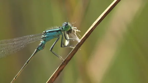 Blue Damselfly Eats Fly on Reed Stem — Rare Macro Predator Feeding Stock Footage 334062410