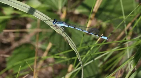 Blue Damselfly Stock Footage 22324345