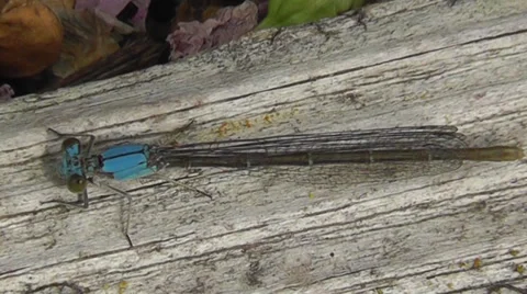 Blue Damselfly Video stock 27453855