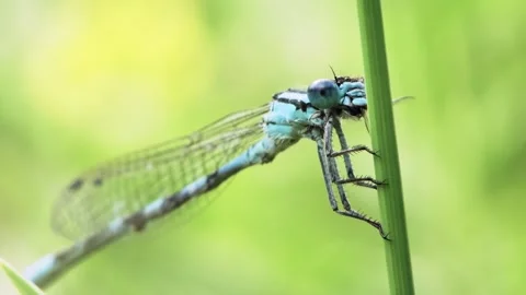 Blue Damselfly on Green Stem. Stock Footage 307265048