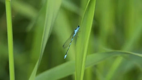 Blue damselfly insect perching on a green leaf Stock-Footage 337736564