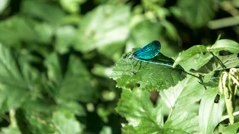 Blue damselfly on a leaf Stock Photos