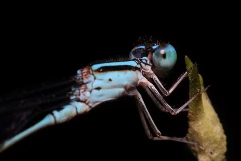 Blue damselfly macro view Stock Photos