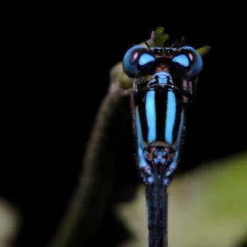 Blue damselfly macro view Stock Photos