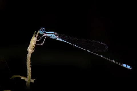 Blue damselfly macro view Stock Photos