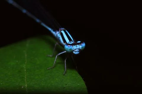 Blue damselfly macro view Stock Photos