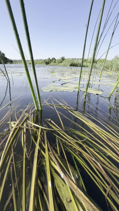 Blue Damselfly Pair on Reeds Over a Calm Summer River Vídeo Stock 339869087