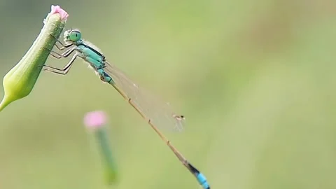 Blue Damselfly Perched on Flower Bud Wildlife Macro Slow Motion FHD Stock Footage 321071494