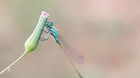 Blue Damselfly Perched on Flower Bud Wildlife Macro Slow Motion FHD Stock Footage 321071507