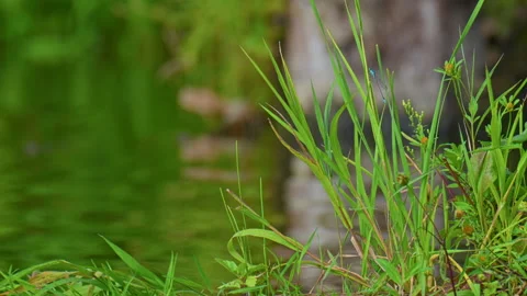 Blue damselfly perched on fresh green reeds near calm water. Video stock 320063715