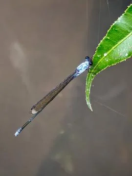 Blue damselfly perched on a green leaf hanging over water Stock Photos