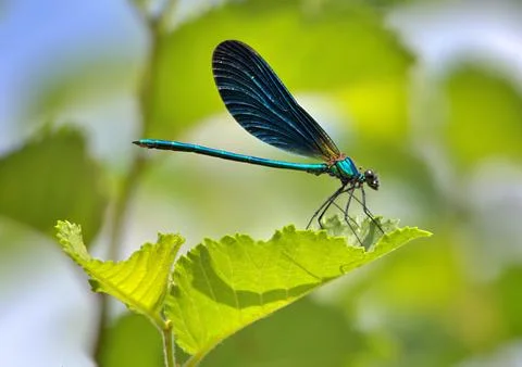 Blue damselfly perched on a leaf Foto stock
