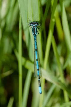 Blue damselfly Stock Photos
