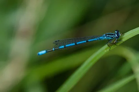 Blue damselfly Stock Photos