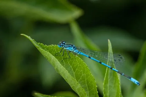 Blue damselfly Stock Photos