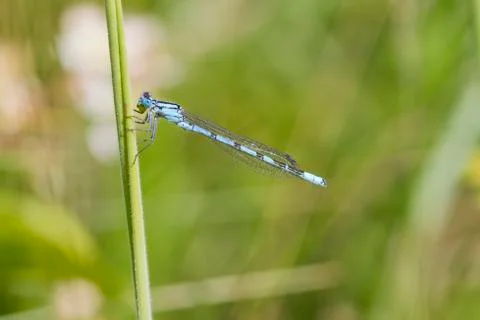 Blue Damselfly Stock Photos
