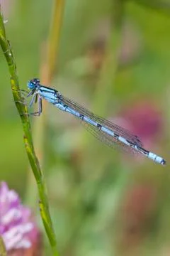 Blue Damselfly Stock Photos