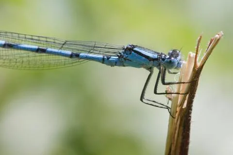 Blue Damselfly Stock Photos