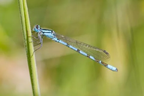 Blue Damselfly Stock Photos