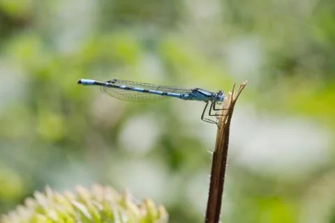 Blue Damselfly Stock Photos