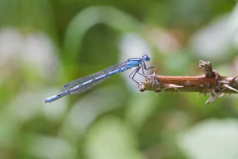 Blue Damselfly Stock Photos