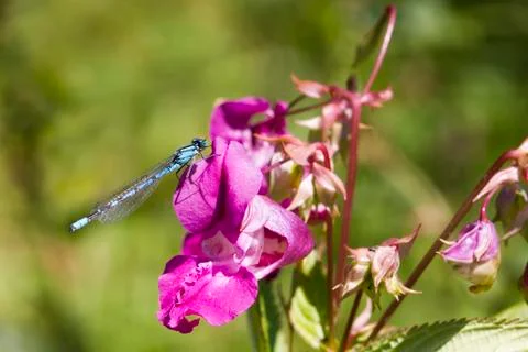 Blue Damselfly Stock Photos