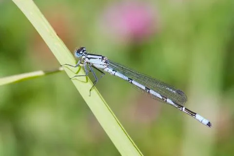 Blue Damselfly Stock Photos