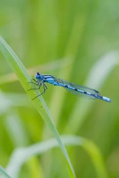 Blue Damselfly Stock Photos