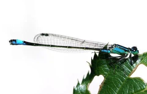 Blue damselfly Stock Photos