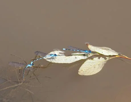 Blue damselfly Stock Photos