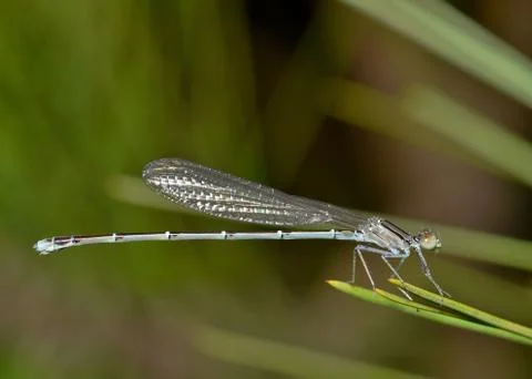 Blue damselfly on pine needles. Stock Photos
