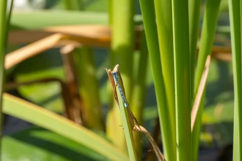 Blue damselfly on reed leaf Stock-Fotos