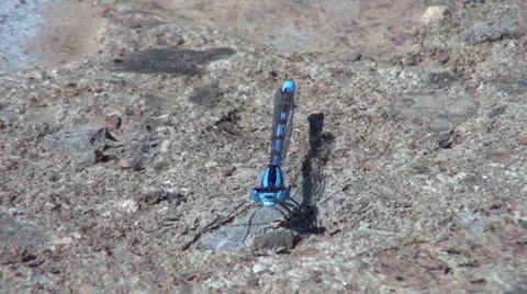 Blue Damselfly at rest Stock Footage 25423874