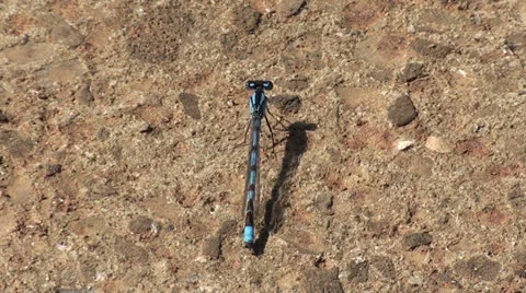 Blue Damselfly at rest (rear angle) Stock Footage 25423135