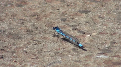 Blue Damselfly at rest (side angle) Stock Footage 25423886