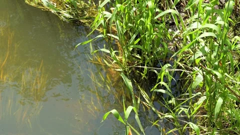Blue damselfly resting on grass by river Stock Footage 337728069
