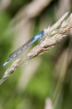 Blue Damselfly resting on a grass stem closeup Stock Photos
