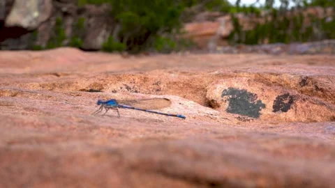 Blue Damselfly Resting on Rock, Chapada Diamantina Brazil, Wildlife Macro 1080p Stock Footage 335959512
