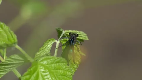 Blue Damselfly Resting on Swaying Leaf - 4K Macro Wildlife Shot Vídeos de archivo 335832075