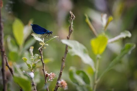 A blue damselfly sits on a leaf Stock Photos