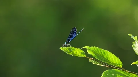 Blue damselfly sitting on green leaf Stock Footage 201851049