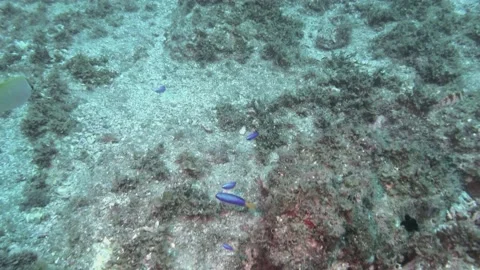 Blue Damsels Video stock 149899408