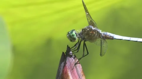 Blue darter dragonfly Stock Footage 9374142