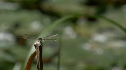 Blue darter dragonfly framed left3 4K July 2018 Stock Footage 93006421