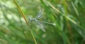 Blue darter dragonfly sitting at reed grass in moor landscape 4k or 4k+ Resolution